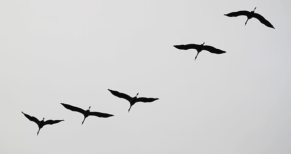five white birds flying