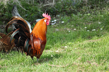 photo of red rooster on green grass field
