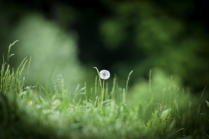 white dandelion flower in bloom on grass field