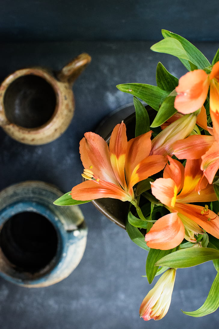 flower, lily, table top, potted plant, pottery, bloom