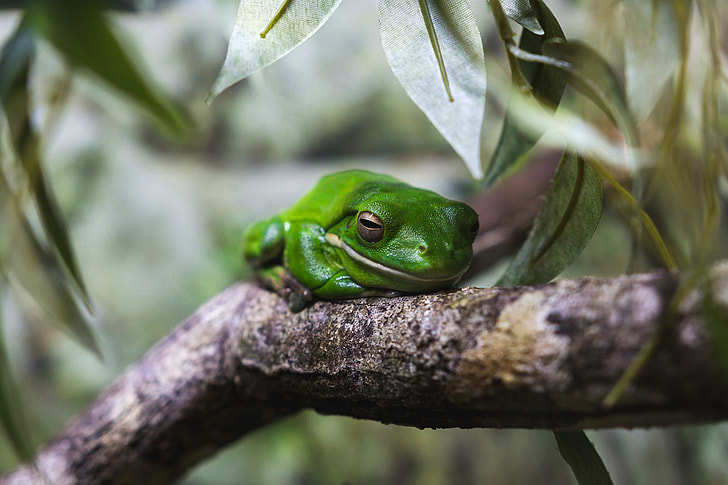 Closeup shot of a tree frog in Australia