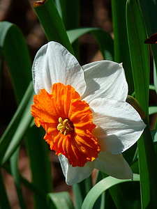 closed up photography of white and orange petaled flower