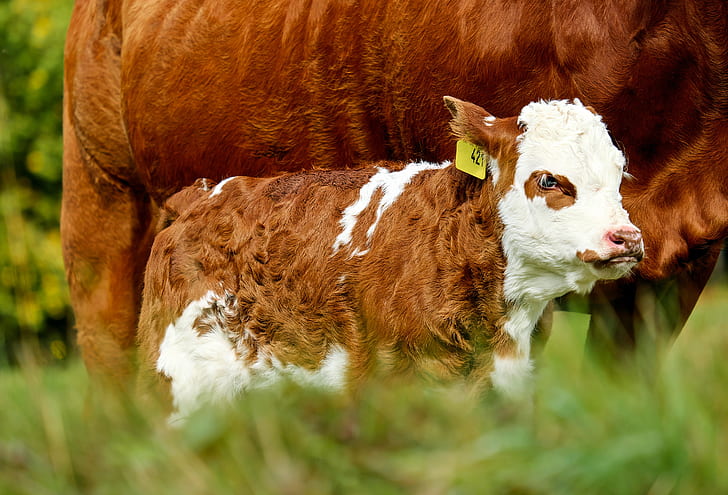 white and brown calf on grass field