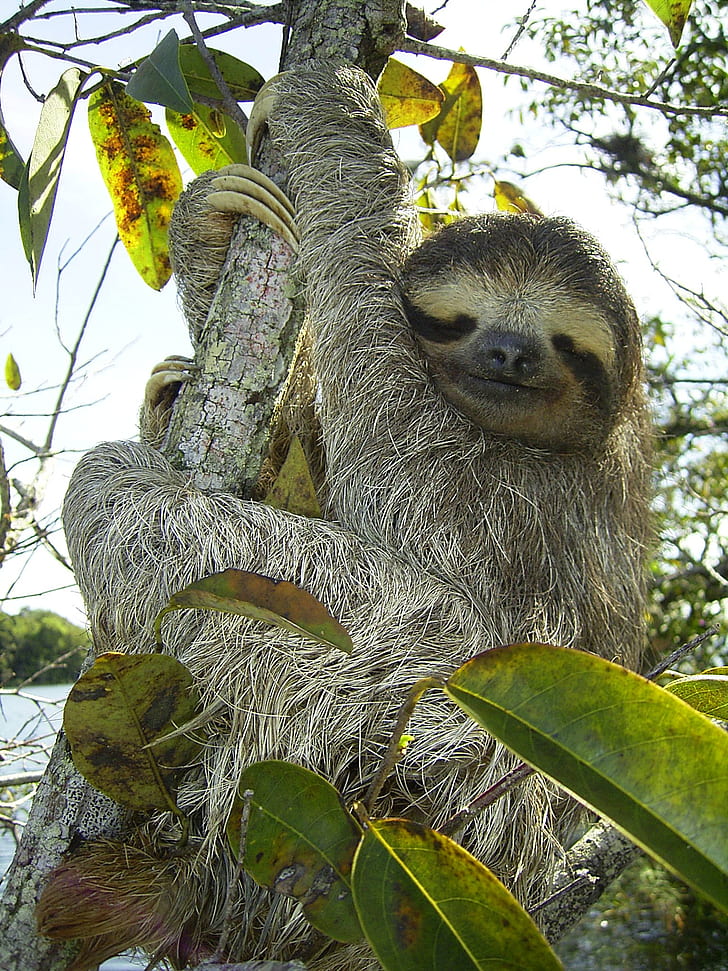 sloth in tree strem