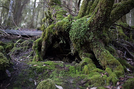 shallow focus photography of tree roots