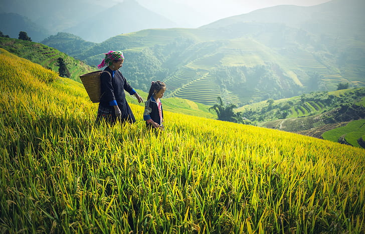 woman and girl walking on rice field