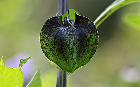 green and black leaves plant