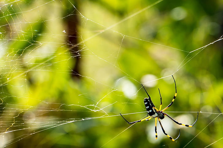 yellow and black orchard spider in closeup photography