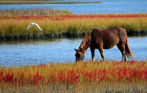 Brown Horse on Green and Red Grasses Beside River