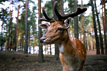 adult tan deer in the forest