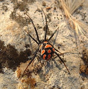 red and black spider on ground