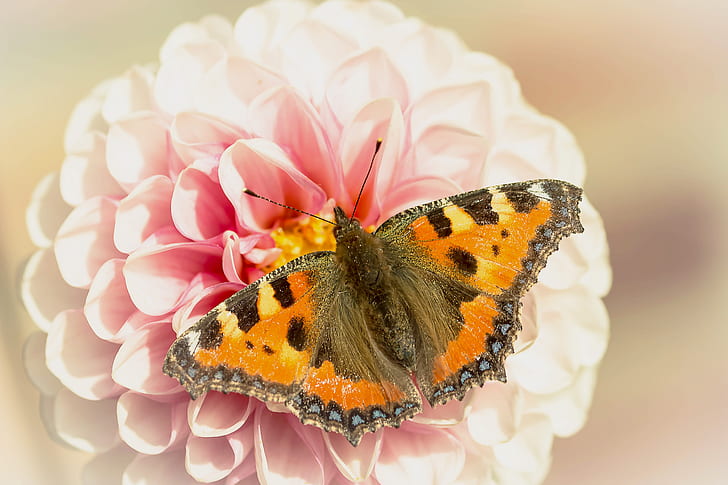 close-up photo tortoiseshell butterfly perched on pink petaled flower