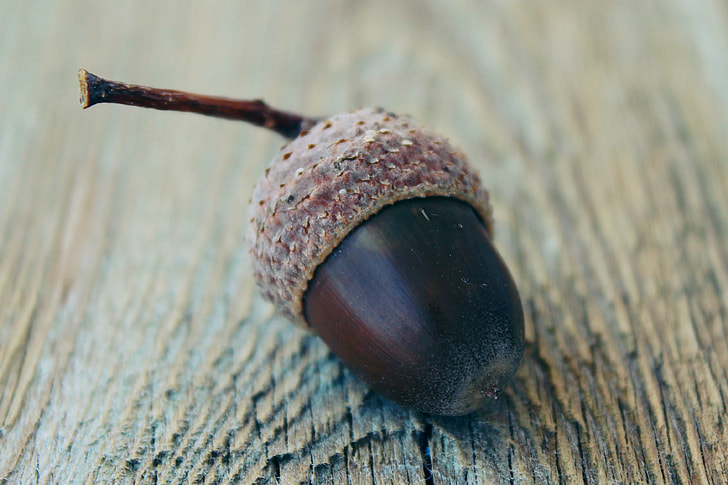 selective focus photograph of acorn