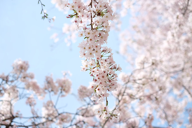 Korean Sakura