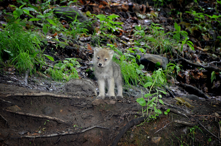 brown and black wolf cub in forest