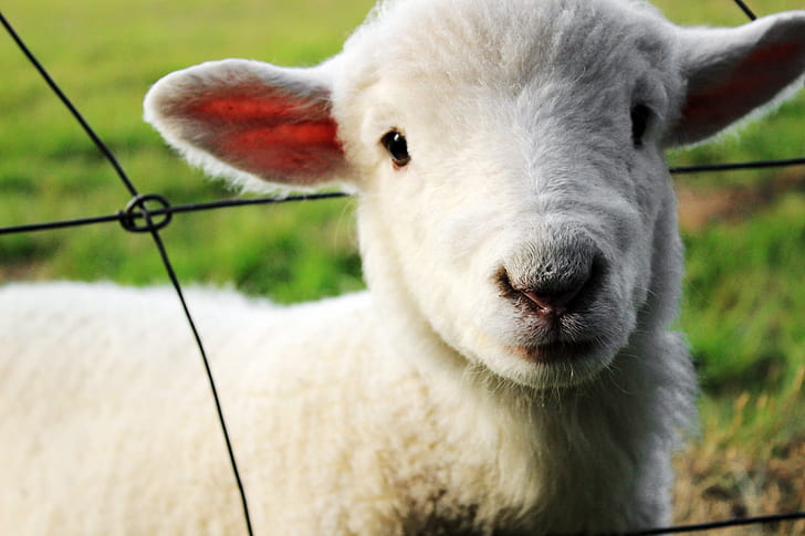 shallow focus photography of white sheep