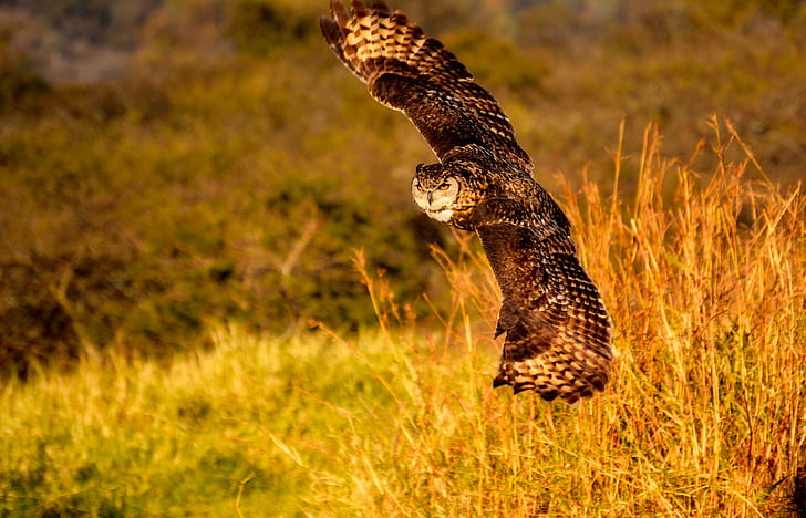 brown owl soaring near brown grasses during golden hour