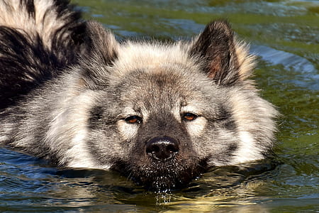 gray wolf on body of water