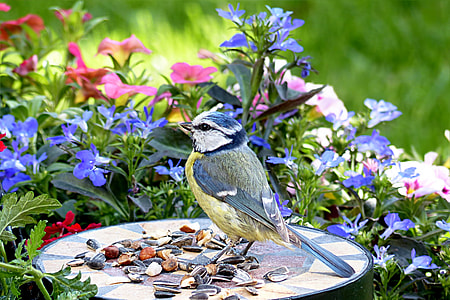 blue and beige bird on feeding plate with seeds