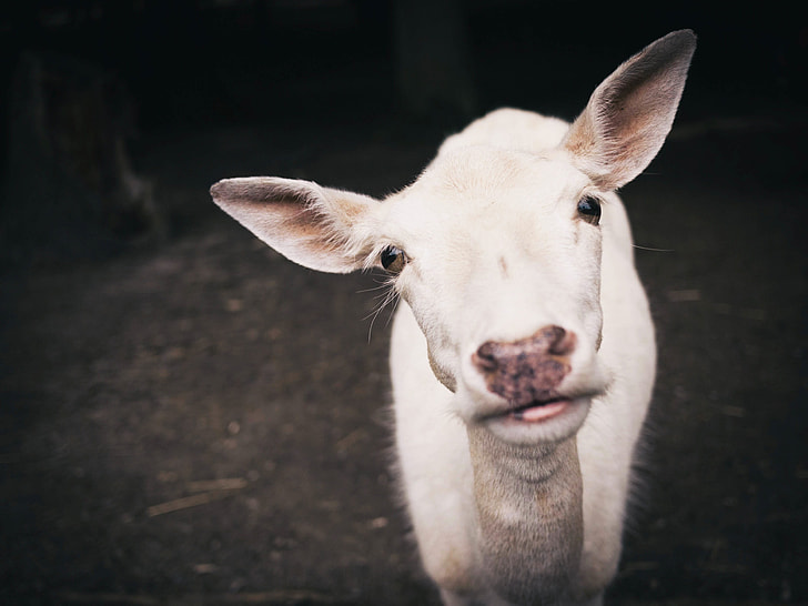 white calf in close up photography