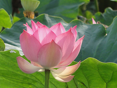 selective focus photo of pink lotus