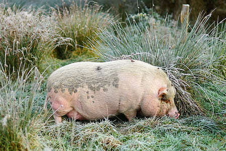 pink pig photo during daytime