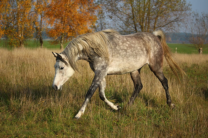 brown and white horse walking on grass field during daytime