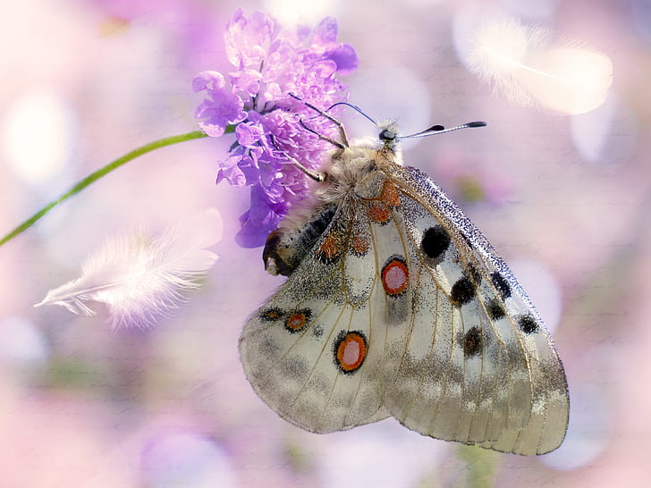 white, black, and red spotted butterfly perched on purple petaled flower closeup photography