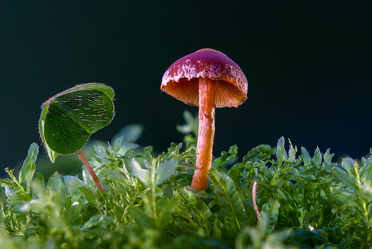 red and purple mushroom in macro photography