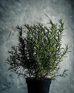 herbs, rosemary, green, plant, pot
