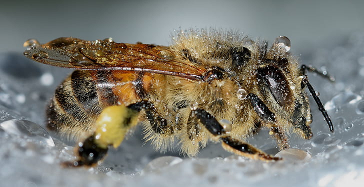 honeybee closeup photography