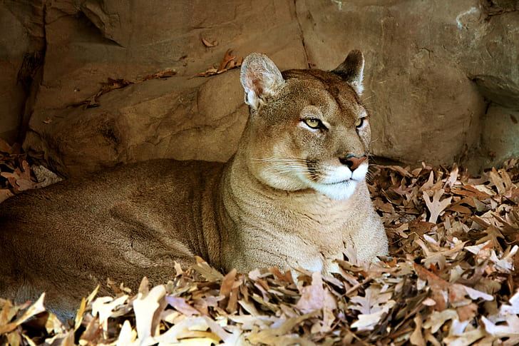 puma resting on brown withered leaves ground