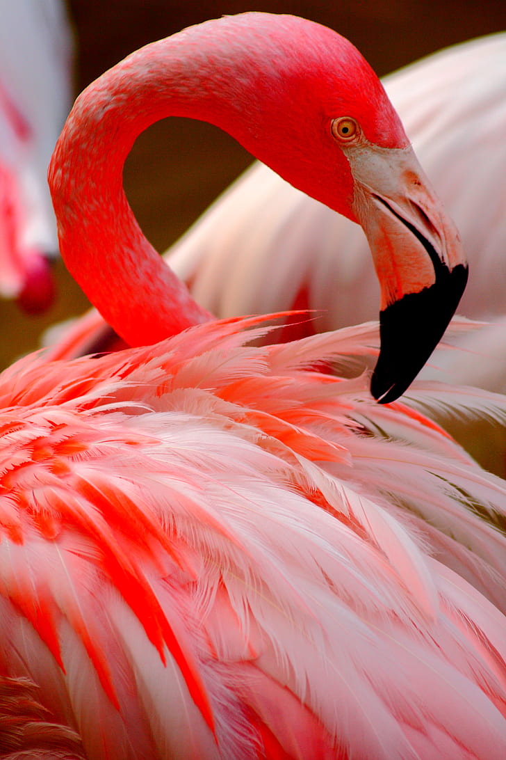 red and white flamingo