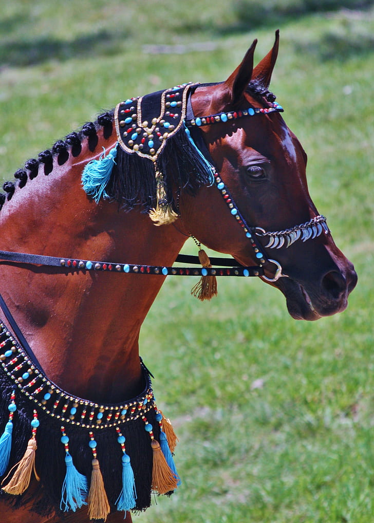 brown horse with multicolored horse straps taken during daytime