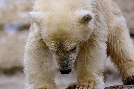 slightly wet polar bear cub walking on brown ground