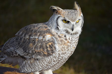 gray and white owl