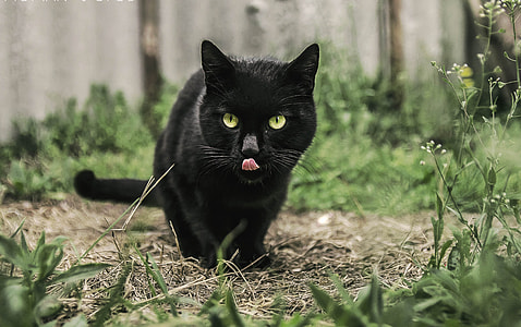 black bombay cat on green grass field at daytime