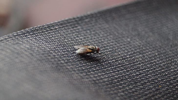 Common House Fly on Black Textile