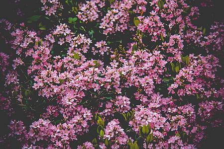 Pink Flower Field