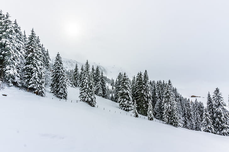 pine trees surrounded by snow