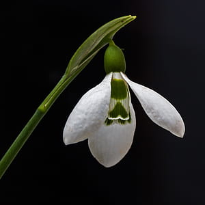 White Petaled Flower Blooming