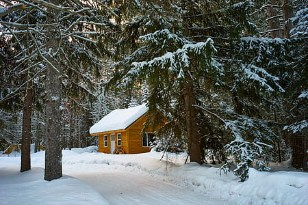 Brown House Near Pine Trees Covered With Snow