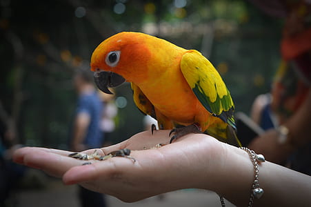 yellow and green parrot on person's right hand