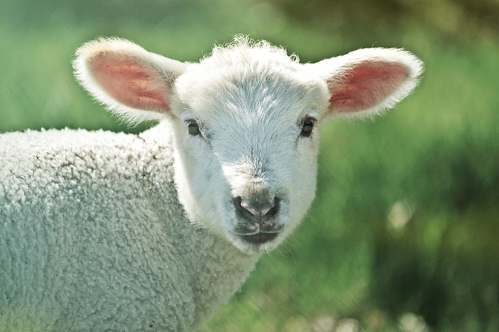 selective focus photography of sheep