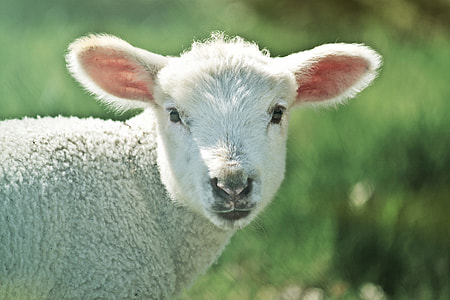 selective focus photography of sheep
