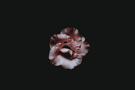 pink petaled flower covered by black surface
