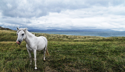 white horse on grass field