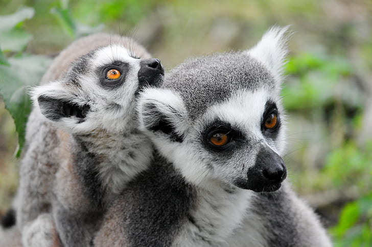 two white-and-gray lemurs