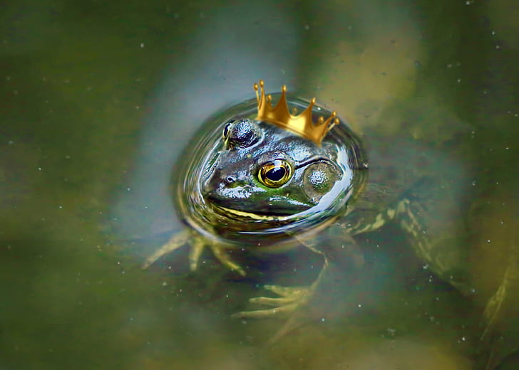 green frog with crown under body of water