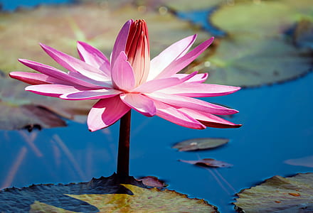 pink waterlily in close up photography